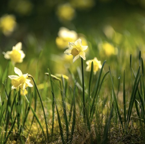 Narzissen, © Eifel Tourismus GmbH, Dominik Ketz Narzissen, © Eifel Tourismus GmbH, Dominik Ketz