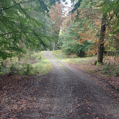 Herbst Buchenweg Lammersdorf Oktober (co) Theißen- Herbst Buchenweg Lammersdorf Oktober (co) Theißen-