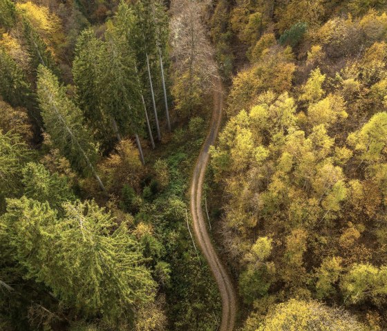 Wald Wald