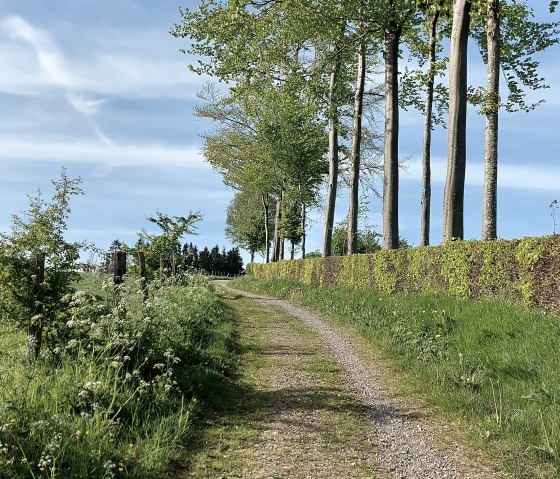 Buchenhecke Weg hellgrün Konzen April-Mai (co) The Buchenhecke Weg hellgrün Konzen April-Mai (co) The