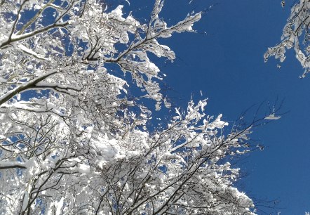 Äste blau-weiß (co) Theißen-Braun Äste blau-weiß (co) Theißen-Braun