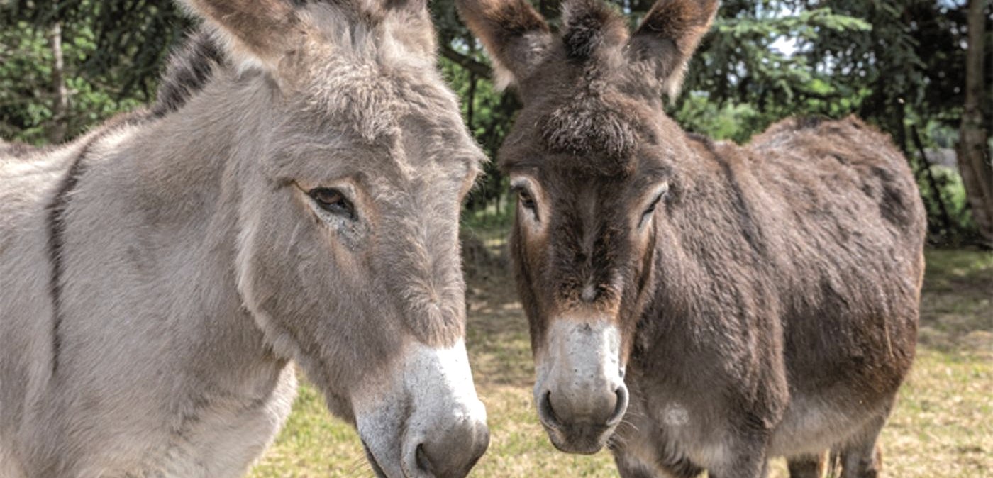 Esel Erlebnisse, © Kermeter Alpakas Esel Erlebnisse, © Kermeter Alpakas