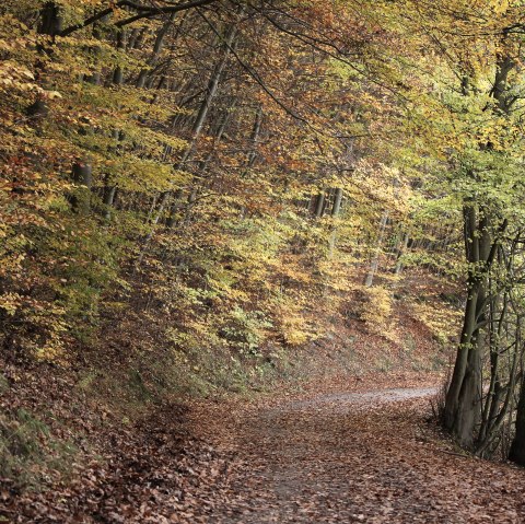 Buchen im Kermeter Buchen im Kermeter