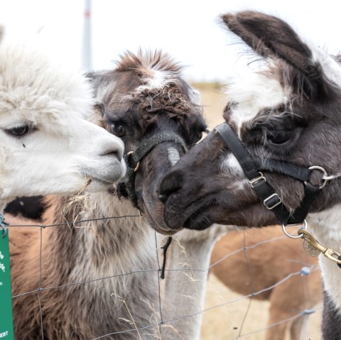 Lama en alpaca, © Eifel Tourismus GmbH, AR - shapefruit AG Lama en alpaca, © Eifel Tourismus GmbH, AR - shapefruit AG