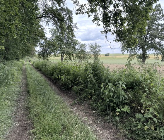 Entlang der Wanderung Nr. 69, © Rureifel-Tourismus e.V., Dennis Winands Entlang der Wanderung Nr. 69, © Rureifel-Tourismus e.V., Dennis Winands