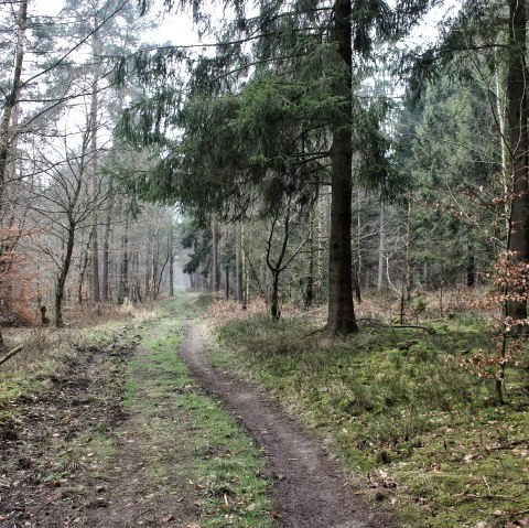 Door de bossen Door de bossen