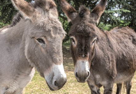 Esel Erlebnisse, © Kermeter Alpakas Esel Erlebnisse, © Kermeter Alpakas