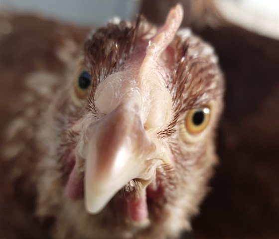 Glückliche Hühner, © Biohof Beuel Glückliche Hühner, © Biohof Beuel