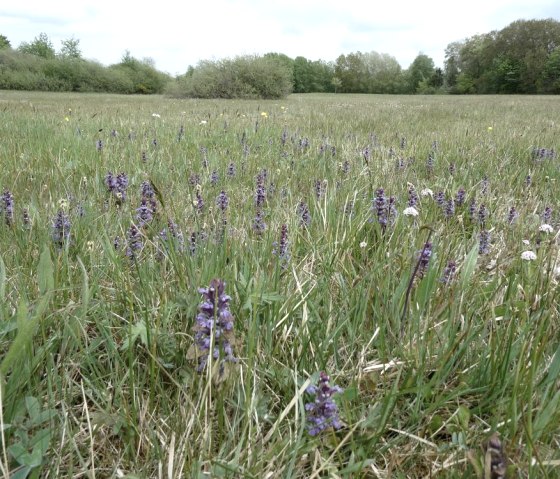 Blumenwiese, © Guido Hendle Blumenwiese, © Guido Hendle