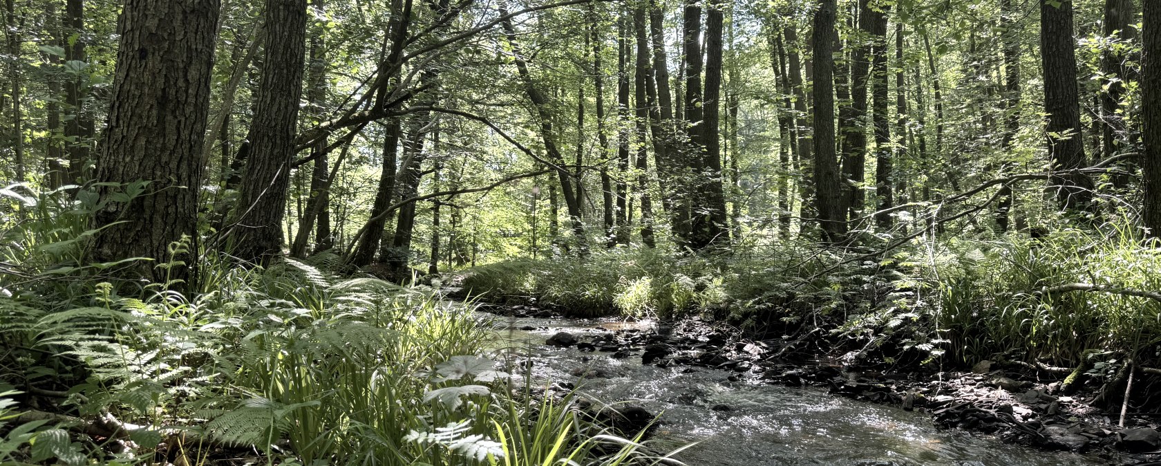 Bach an der Route, © Rureifel-Tourismus e.V., Dennis Winands Bach an der Route, © Rureifel-Tourismus e.V., Dennis Winands