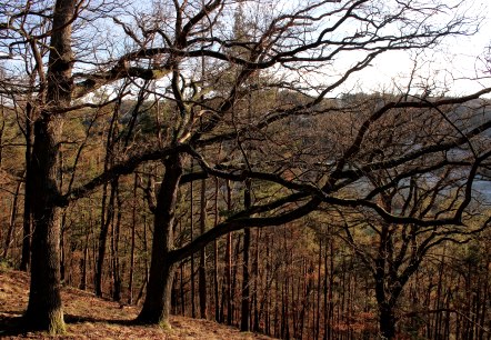 Durch den herbstlichen Wald Durch den herbstlichen Wald