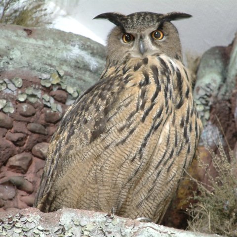 Uhu im Fels, © Biostation Düren Uhu im Fels, © Biostation Düren