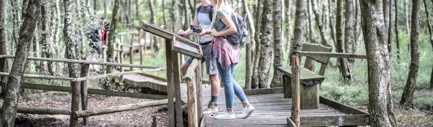 Der 4,5 Kilometer lange Bodenlehrpfad Todtenbruch in Hürtgenwald-Raffelsbrand führt auf circa 700 Metern über Holzbohlen durch ein einzigartiges Hochmoor., © Dennis Stratmann / Kreis Düren Der 4,5 Kilometer lange Bodenlehrpfad Todtenbruch in Hürtgenwald-Raffelsbrand führt auf circa 700 Metern über Holzbohlen durch ein einzigartiges Hochmoor., © Dennis Stratmann / Kreis Düren