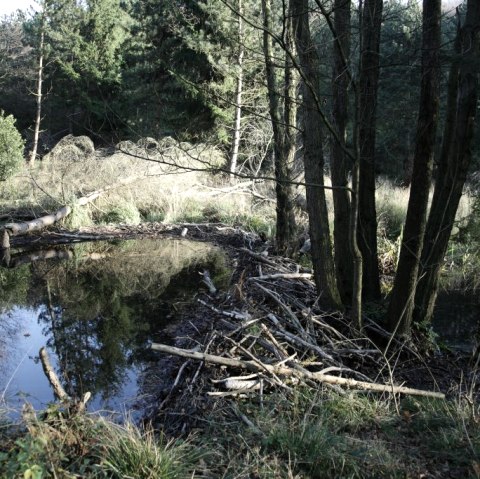 The habitat of a beaver The habitat of a beaver