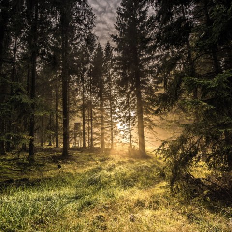 Baumbestand Baumbestand