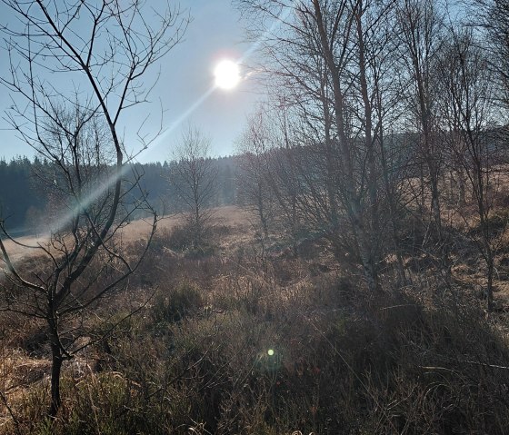 Das Hohe Venn- in der Nähe des Hotel gelegen Das Hohe Venn- in der Nähe des Hotel gelegen