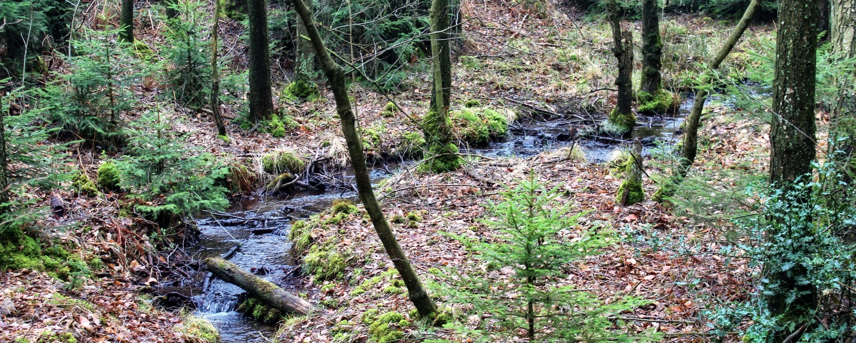 Der Thönbach Der Thönbach