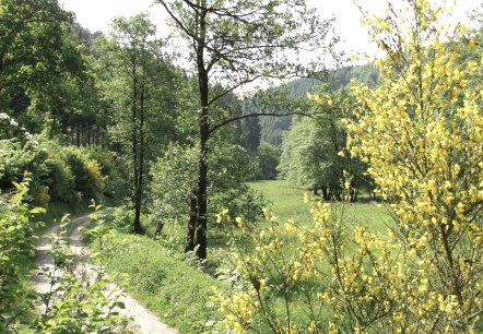 Ginster Richtung-Kalltalsperre, © Rureifel-Tourismus e.V. Ginster Richtung-Kalltalsperre, © Rureifel-Tourismus e.V.