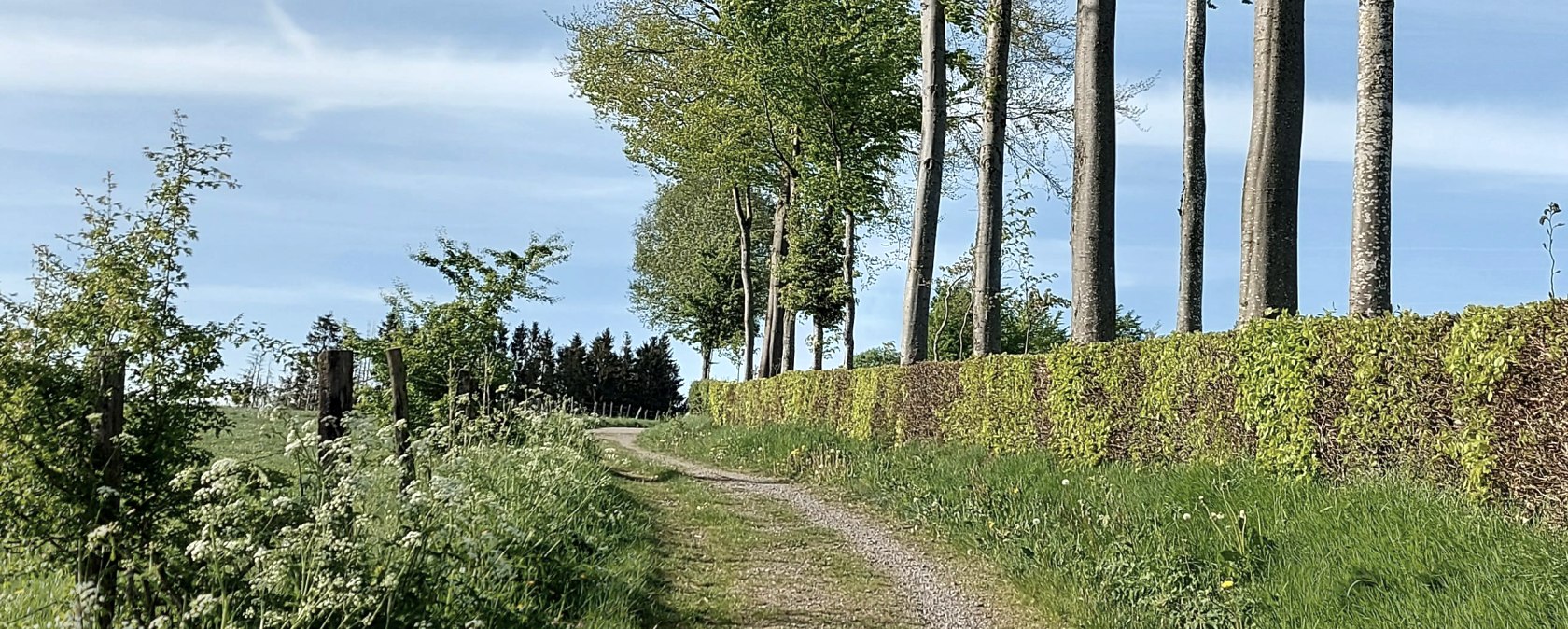 Buchenhecke Weg hellgrün Konzen April-Mai (co) The Buchenhecke Weg hellgrün Konzen April-Mai (co) The
