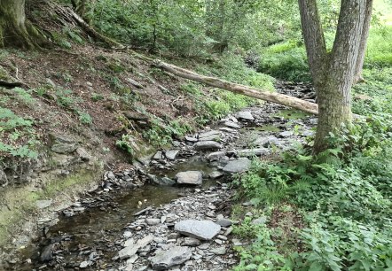 lebhaft murmelnder Richelsbach lebhaft murmelnder Richelsbach