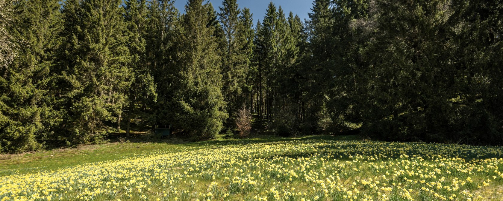Narzissenwiese, © Eifel Tourismus GmbH, Dominik Ketz Narzissenwiese, © Eifel Tourismus GmbH, Dominik Ketz
