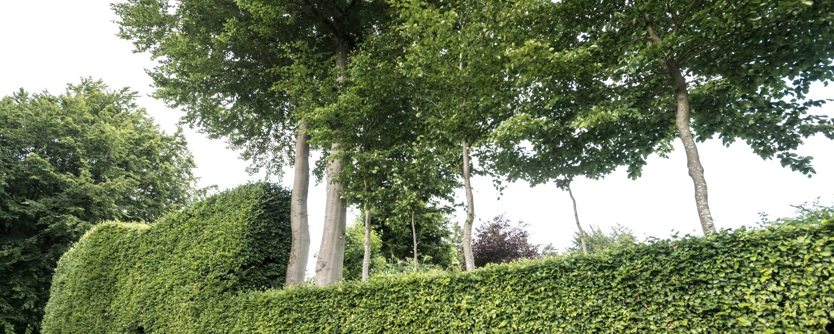 Buchenhecken, © Eifel-Tourismus GmbH, Dominik Ketz Buchenhecken, © Eifel-Tourismus GmbH, Dominik Ketz