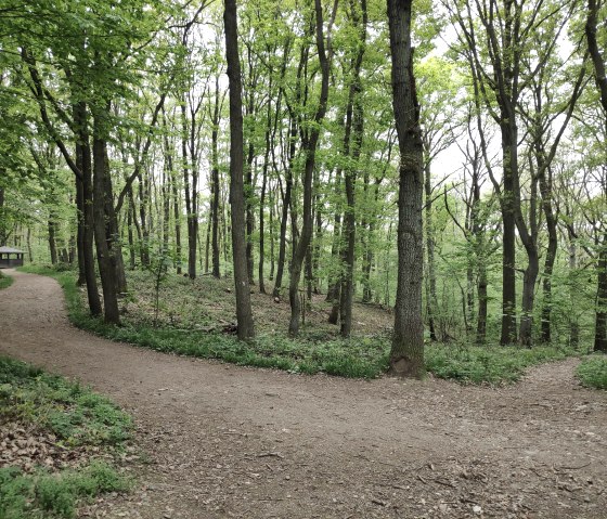 Trekkershut in het Burgauer bos, © Sophia Eckerle | Kreis Düren Trekkershut in het Burgauer bos, © Sophia Eckerle | Kreis Düren