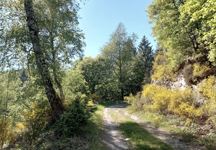 Sommerweg Tiefenbachtal (co) Theißen-Braun Sommerweg Tiefenbachtal (co) Theißen-Braun