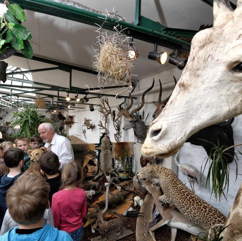 Giraffe, © Bernd Stuhlmann Giraffe, © Bernd Stuhlmann