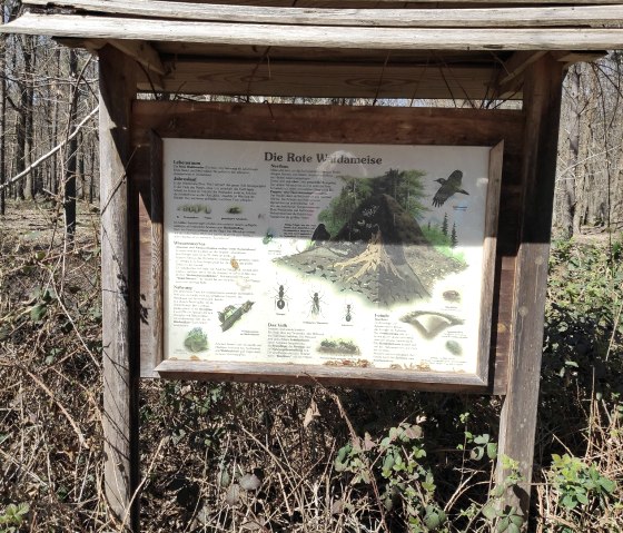 Informatiebord over rode bosmier in de Drover Heath., © Sophia Eckerle Informatiebord over rode bosmier in de Drover Heath., © Sophia Eckerle