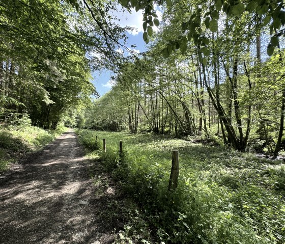 20 - Nationalpark Randweg, © Rureifel-Tourismus e.V., Dennis Winands 20 - Nationalpark Randweg, © Rureifel-Tourismus e.V., Dennis Winands