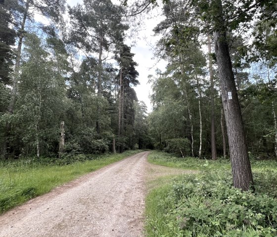 Entlang der Wanderung Nr. 43, © Rureifel-Tourismus e.V., Michelle Wiesen Entlang der Wanderung Nr. 43, © Rureifel-Tourismus e.V., Michelle Wiesen