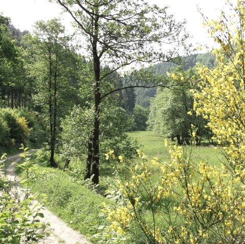 Ginster Richtung-Kalltalsperre, © Rureifel-Tourismus e.V. Ginster Richtung-Kalltalsperre, © Rureifel-Tourismus e.V.