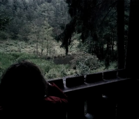 Biber-Abendbeobachtung Biber-Abendbeobachtung