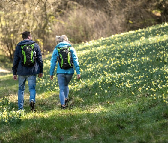 Wanderer bei den Narzissenwiesen, © Eifel Tourismus GmbH, Dominik Ketz Wanderer bei den Narzissenwiesen, © Eifel Tourismus GmbH, Dominik Ketz