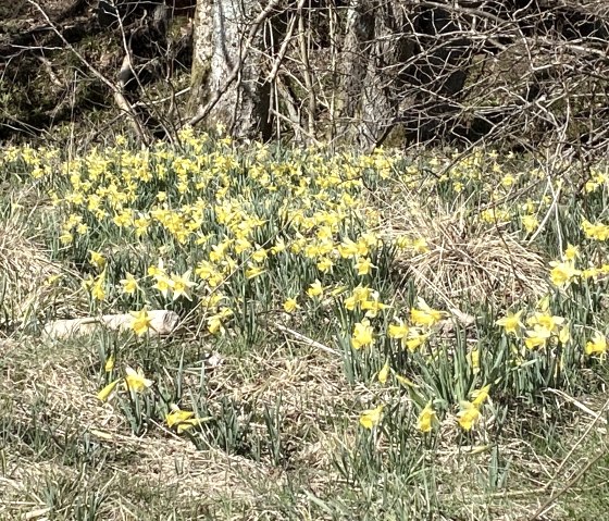 Narzissen2021 Narzissen2021