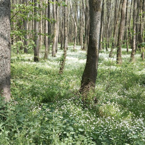 Frühlingswald (co) Theißen-Braun Frühlingswald (co) Theißen-Braun