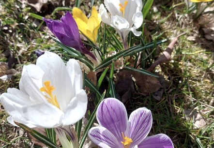 Krokusse (co) Theißen-Braun Krokusse (co) Theißen-Braun
