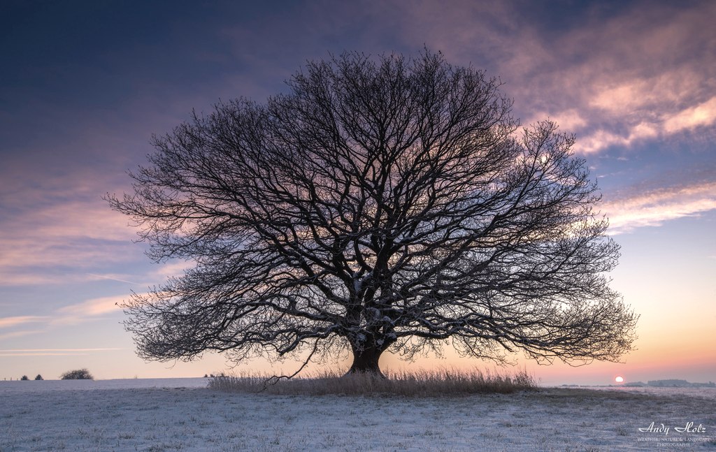 Sonnenaufgang im Winter bei der Eiche in Hürtgenwald-Brandenberg, © Andy Holz | Kreis Düren Sonnenaufgang im Winter bei der Eiche in Hürtgenwald-Brandenberg, © Andy Holz | Kreis Düren