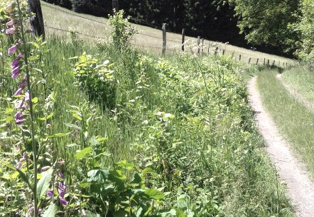 Sommerweg mit Fingerhut (co) Theißen-Braun Sommerweg mit Fingerhut (co) Theißen-Braun