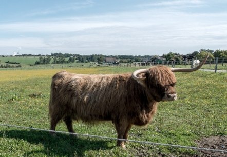 Schottisches Hochlandrind, © some.oner Schottisches Hochlandrind, © some.oner