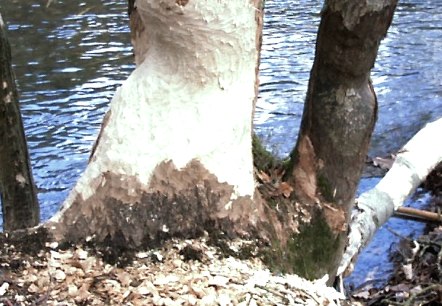 Biberspuren Biberspuren