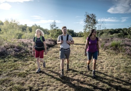 Ab Mitte August verwandelt sich die Drover Heide in ein lilafarbenes Blütenmeer., © Dennis Stratmann / Kreis Düren Ab Mitte August verwandelt sich die Drover Heide in ein lilafarbenes Blütenmeer., © Dennis Stratmann / Kreis Düren