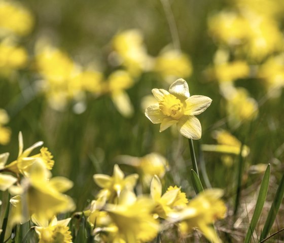 Narzissen rund um Monschau, © Städteregion Aachen, Dominik Ketz Narzissen rund um Monschau, © Städteregion Aachen, Dominik Ketz