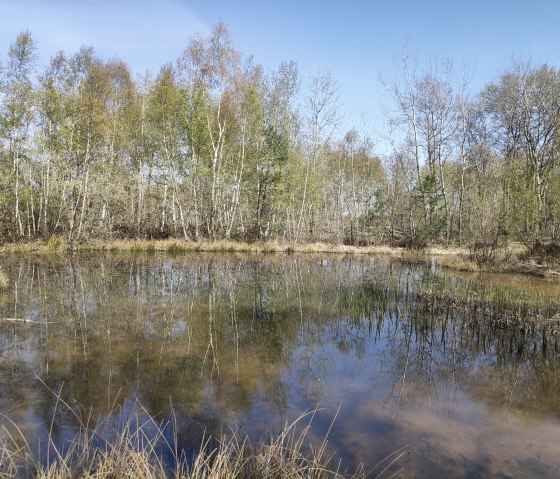 Grote vijver in de Drover Heide., © Sophia Eckerle Grote vijver in de Drover Heide., © Sophia Eckerle