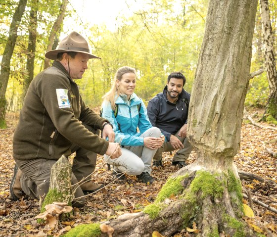 Biberspuren auf dem Wildnis-Trail, © Eifel Tourismus GmbH, Dominik Ketz Biberspuren auf dem Wildnis-Trail, © Eifel Tourismus GmbH, Dominik Ketz