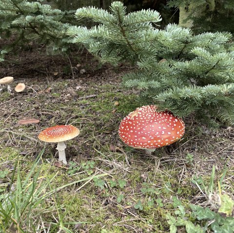 Erleben Sie den Wald!, © Anne Knein Erleben Sie den Wald!, © Anne Knein