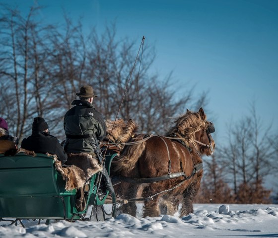 Paardenslee Bauershof, © Akim-Tierfotografie Paardenslee Bauershof, © Akim-Tierfotografie