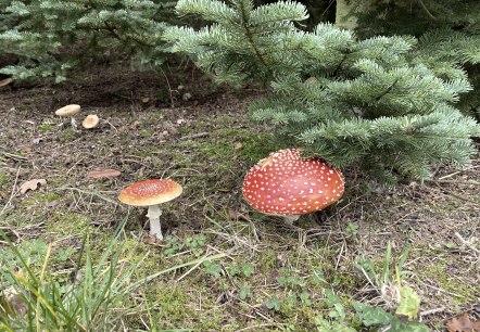 Erleben Sie den Wald!, © Anne Knein Erleben Sie den Wald!, © Anne Knein