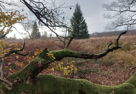 November Venn (co) Theißen-Braun November Venn (co) Theißen-Braun